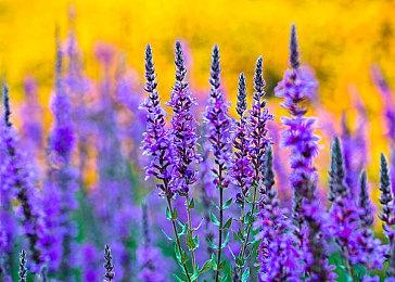 《生化危机2：重制版》正式登陆iOS＆Mac 首发特价优惠